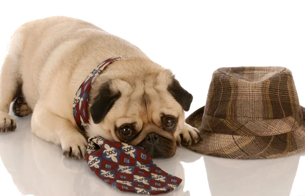 Pug wearing mens tie laying beside fedora — Stock Photo, Image