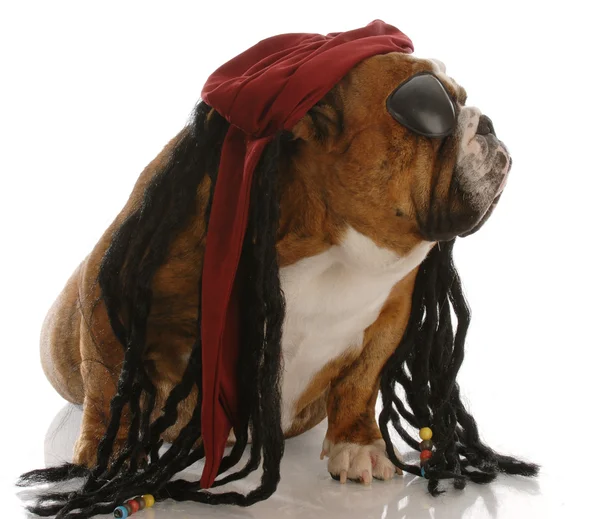 Bouledogue anglais déguisé en pirate — Photo