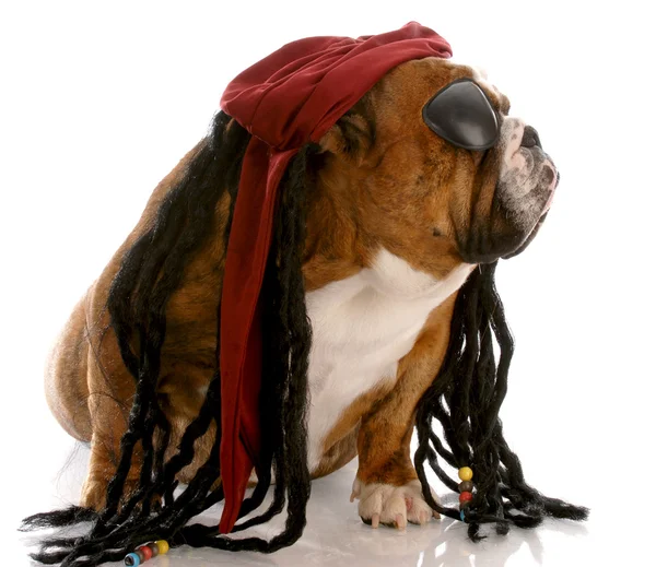 Engels bulldog verkleed als een piraat — Stockfoto