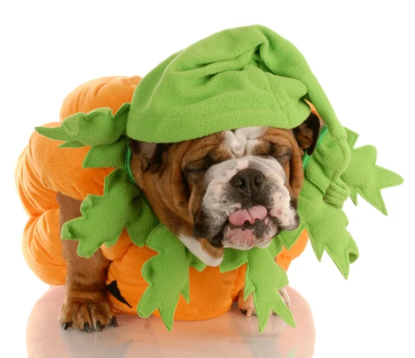 English bulldog dressed up as a pumpkin — Stock Photo, Image