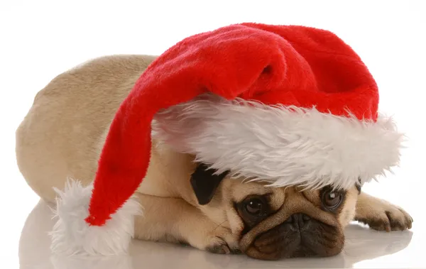 Pug verkleed als santa — Stockfoto