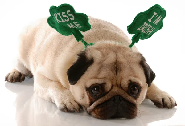 San Patricio día - pug con beso me im diadema irlandesa —  Fotos de Stock