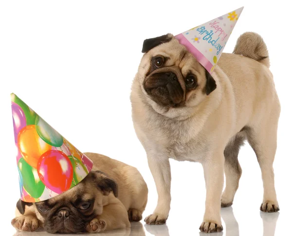 Deux chiots portant des chapeaux d'anniversaire mignons — Photo