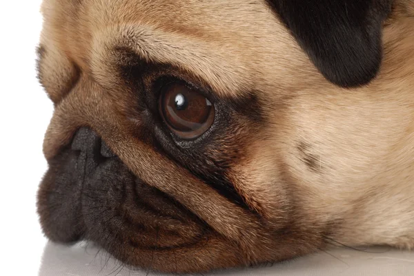 Боковий профіль собаки мопса обличчя — стокове фото