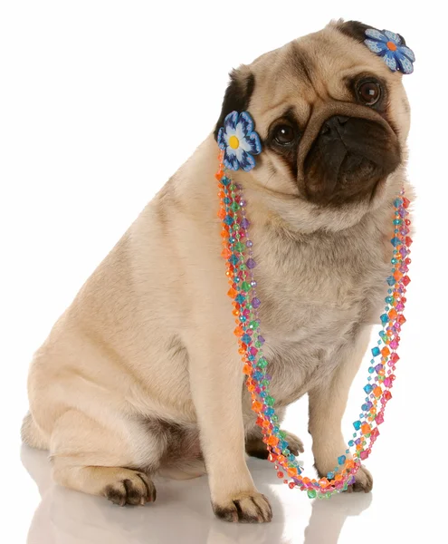 Pug dog dressed up as a female — Stock Photo, Image