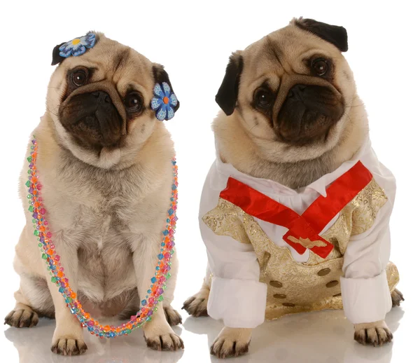 Rozkošný pugs oblečená jako pár — Stock fotografie