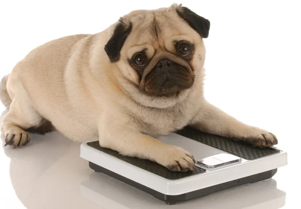 Lindo perro pug que pone en balanzas de pesaje — Foto de Stock