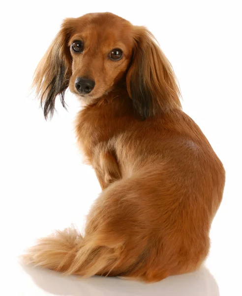 Long haired dachshund with back to viewer looking at camera — Stock Photo, Image