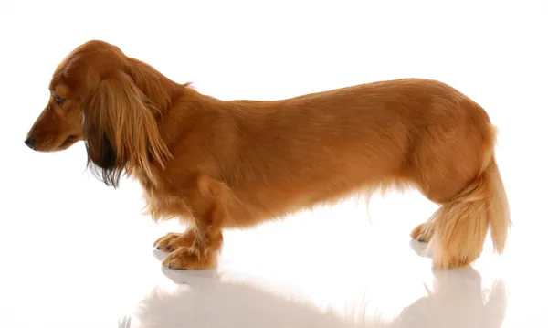 Miniature long haired dachshund standing from the side view — Stock Photo, Image