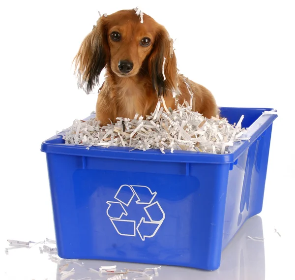 Dachshund miniatura de pelo largo sentado en la papelera de reciclaje azul — Foto de Stock