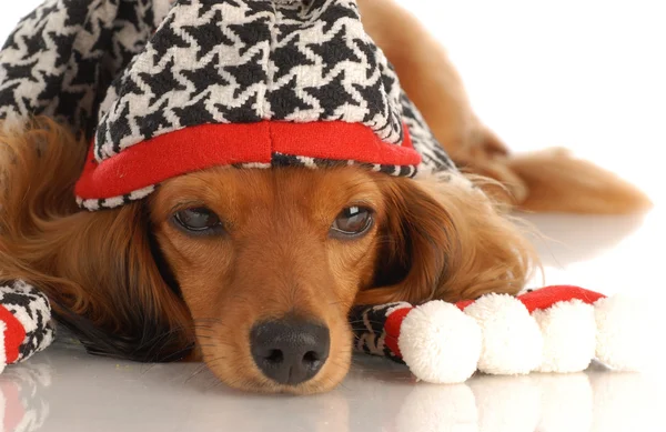 Miniature long haired dachshund wearing plaid hat and scarf — Stock Photo, Image