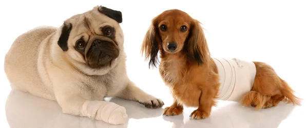 Pug ve yaralar ile dachshund — Stok fotoğraf