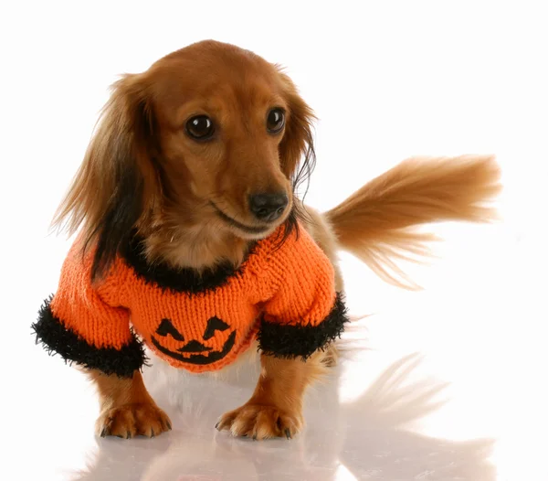 Miniatura de cabelos compridos dachshund vestida para halloween — Fotografia de Stock