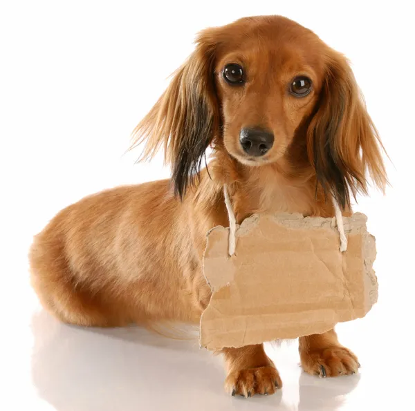 Long haired miniature dachshund wearing cardboard — Stock Photo, Image