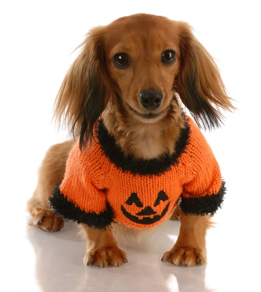 Long haired miniature dachshund wearing festive pumpkin sweater — Stock Photo, Image