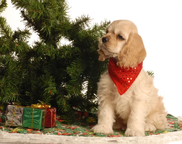 Cocker américain chiot épagneul assis à côté de l'arbre de Noël — Photo