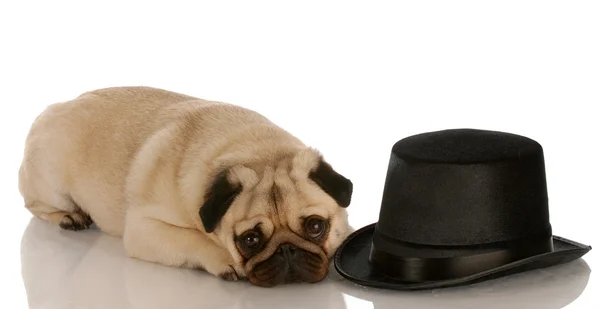 Pug dog laying down beside formal black top hat — Stock Photo, Image