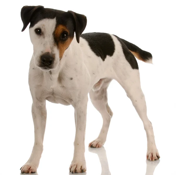 Smooth coat tri-colored jack russel terrier standing — Stock Photo, Image