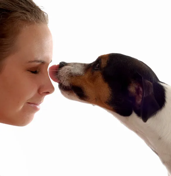 Jack russel terrier dando amor a propietario —  Fotos de Stock