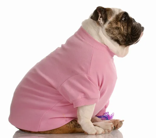 English bulldog dressed in pink girls clothing — Stock Photo, Image