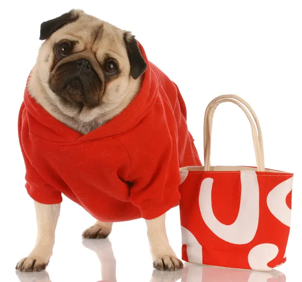 Мопс в красном свитере стоит рядом с модной красной сумочкой — стоковое фото