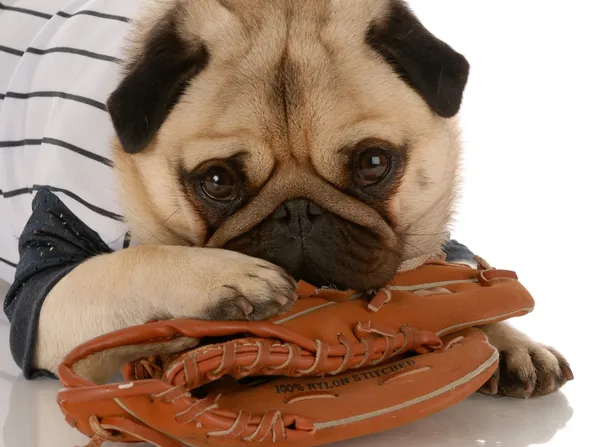 Mops pies noszenie koszulki baseball z piłka rękawiczka — Zdjęcie stockowe
