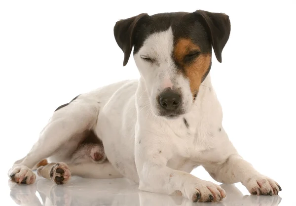 Jack Russel terrier laying down with eyes closed resting — стоковое фото