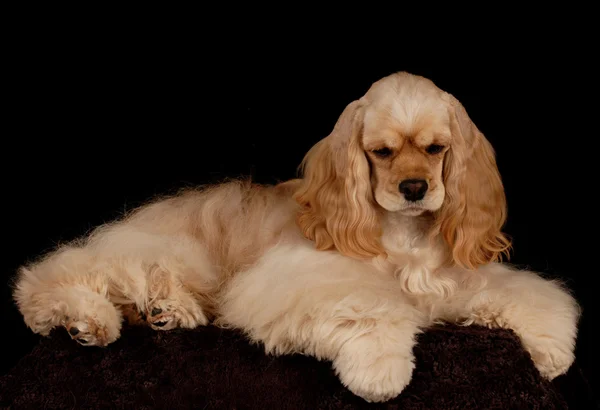 Americano cocker spaniel retrato — Foto de Stock