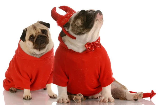 Bulldog vestido de diabo ignorando pug — Fotografia de Stock