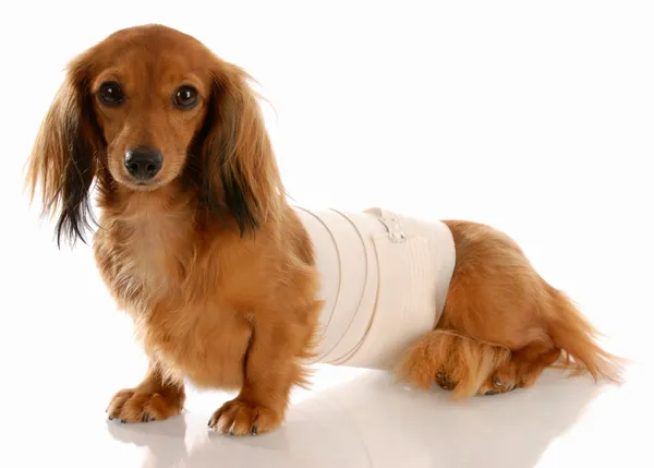 Miniature dachshund with medical bandage around waist — Stock Photo, Image