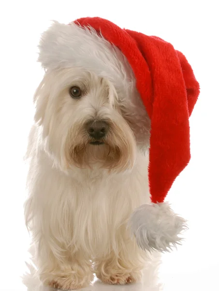 West Highland terrier blanco vistiendo lindo sombrero de santa Fotos de stock libres de derechos