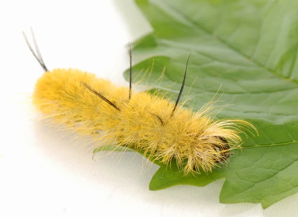 Banded or pale tussock moth caterpilla Stock Photo