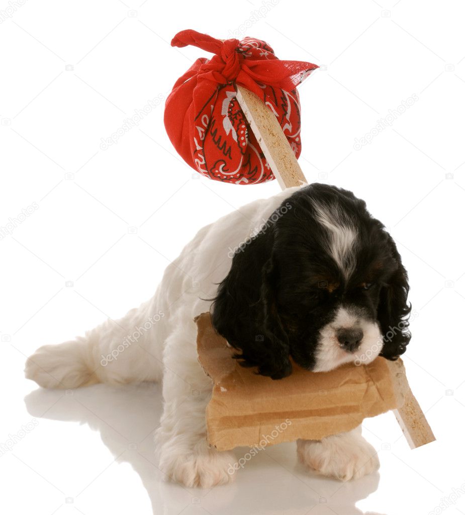 american cocker spaniel puppy with sign around neck and hobo pouch