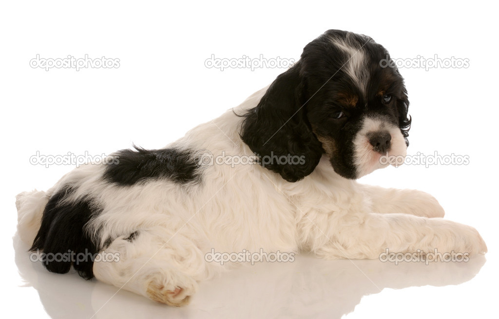 tricolor american cocker spaniel puppy with reflection on white background