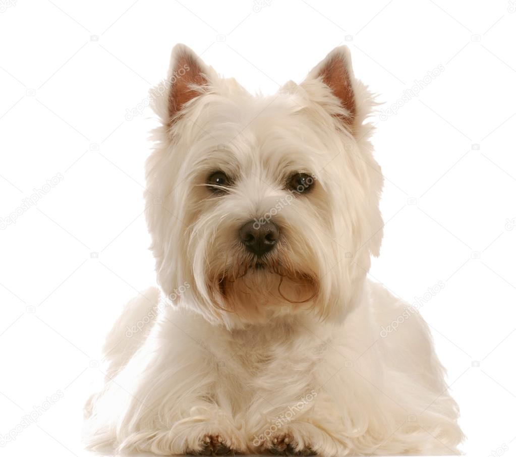 west highland white terrier laying down