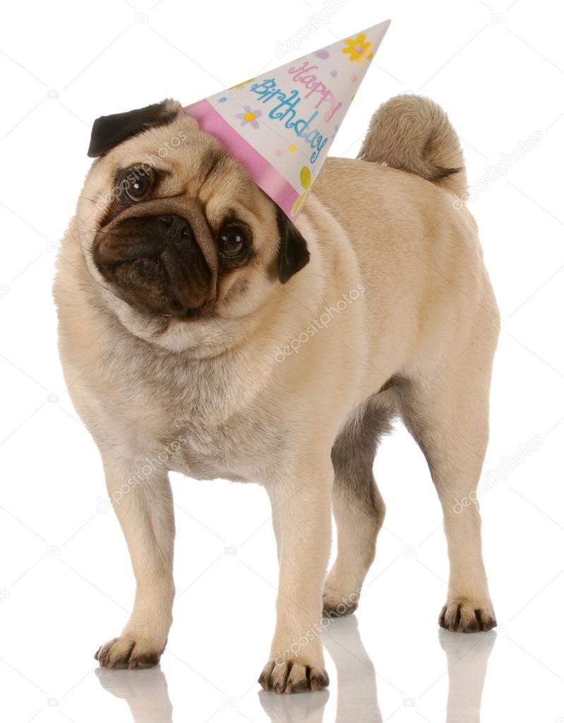 pug standing wearing birthday hat