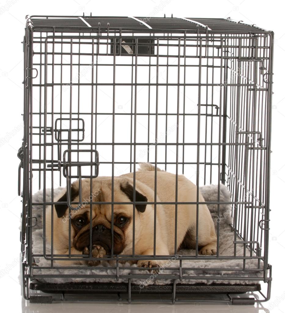pug in a wire crate isolated
