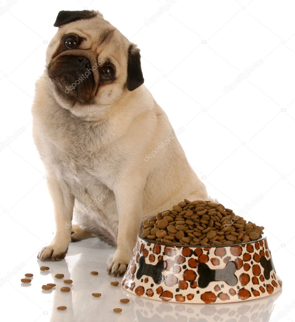 pug sitting beside a full bowl of dog food