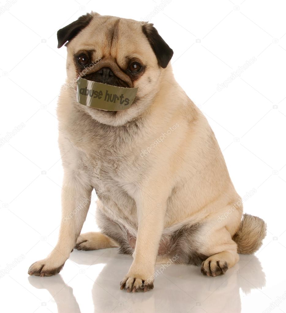 pug with mouth taped shut