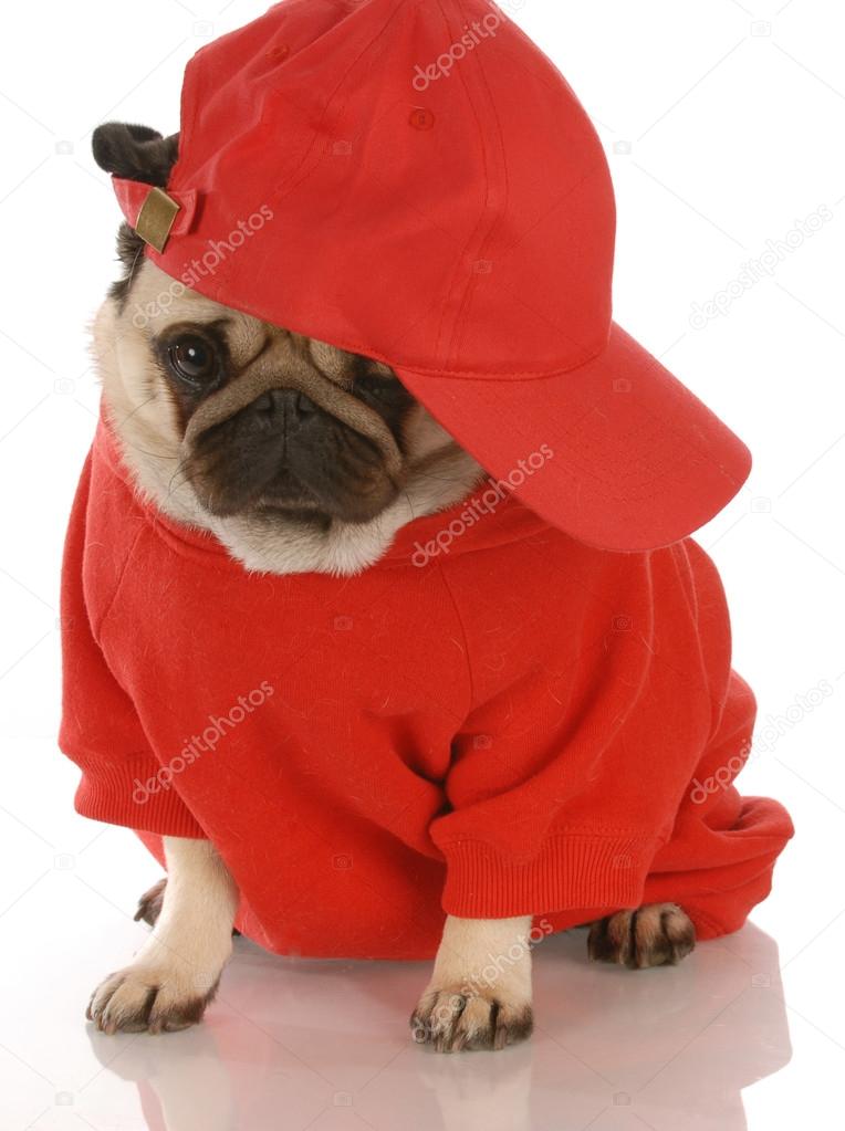 pug wearing red shirt and sports cap —