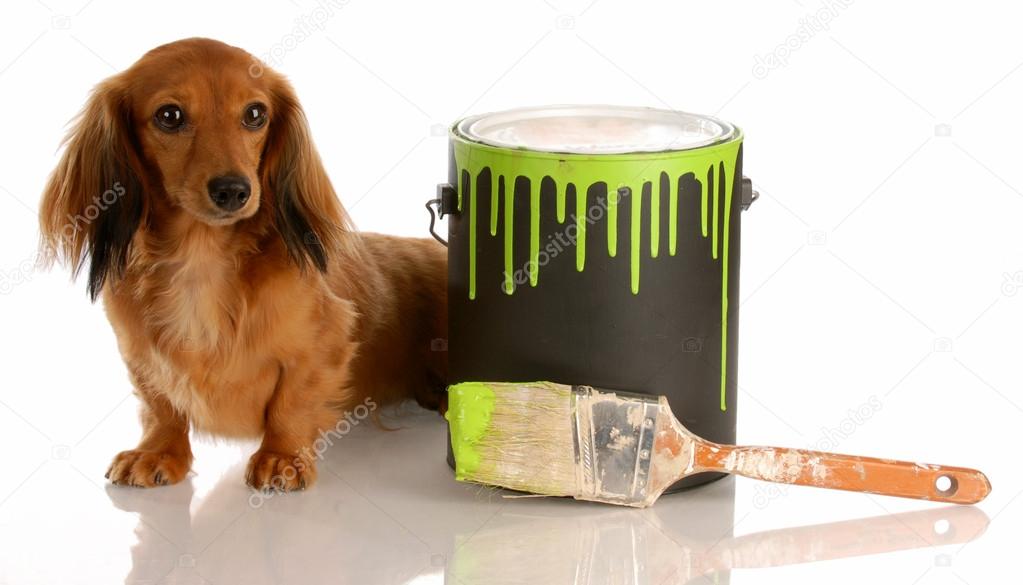 adorable long haired dachshund sitting beside paint can