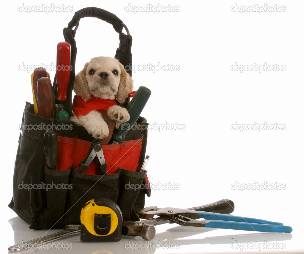 american cocker spaniel puppy sitting in tool pouch