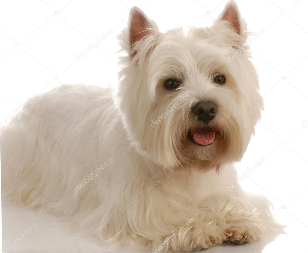 west highland white terrier laying down