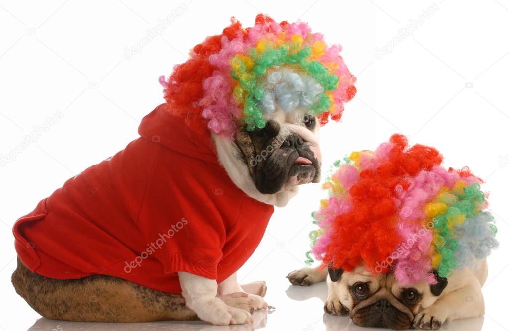 english bulldog and pug dressed up as clowns