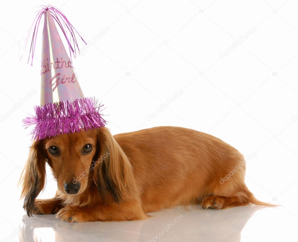 miniature long haired dachshund dog wearing birthday girl hat