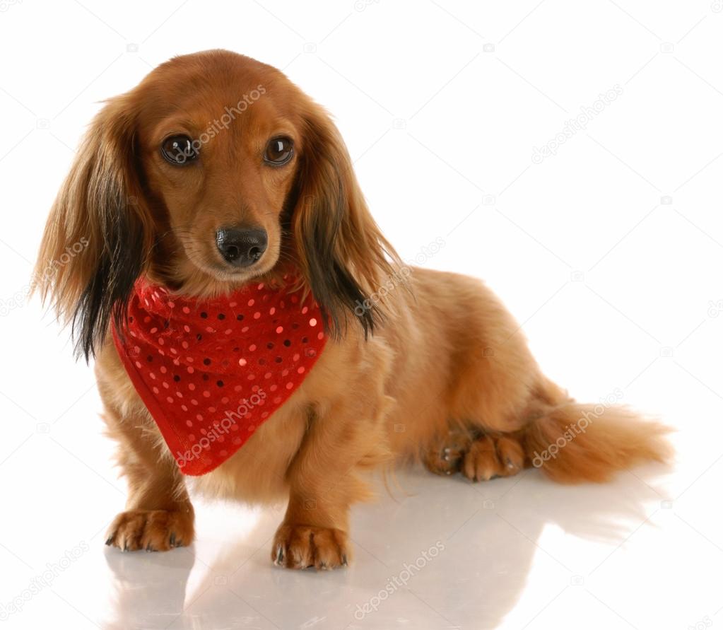 red dapple long haired dachshund