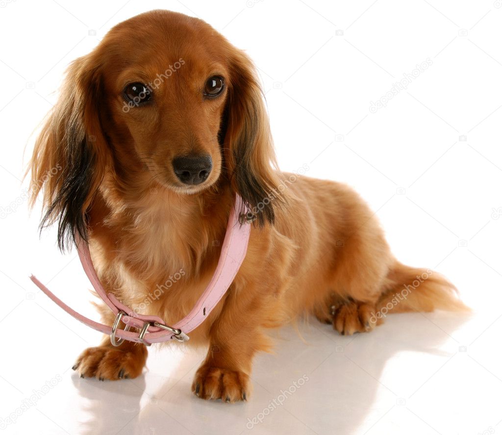 Miniature dachshund wearing a dog collar that is too big — Stock Photo