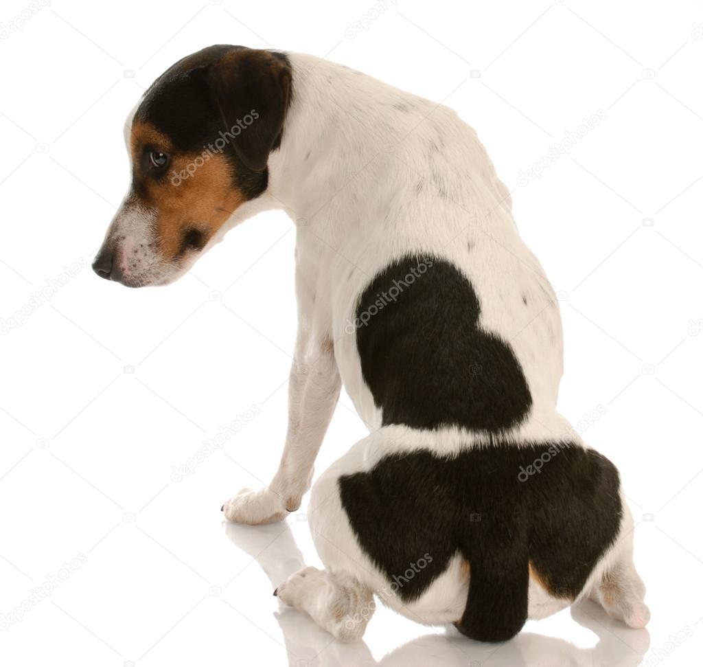 smooth coat tri-colored jack russel terrier