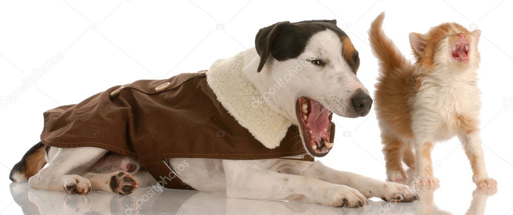 Hunde Und Katzen Bellen Und Miauen Stockfoto Willeecole