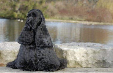 Amerikan cocker spaniel nehir kenarında oturan